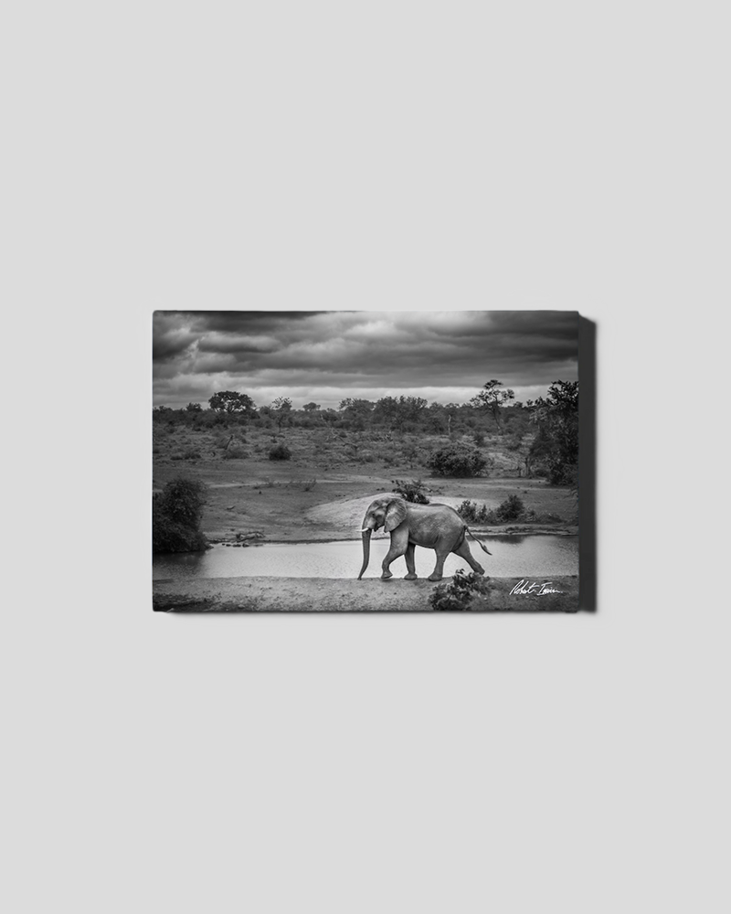 Elephant Waterhole 38GL Small Canvas