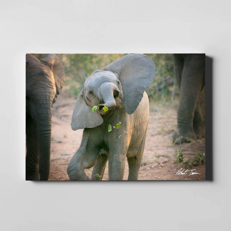 Baby Elephant Antics 39GL Large Canvas
