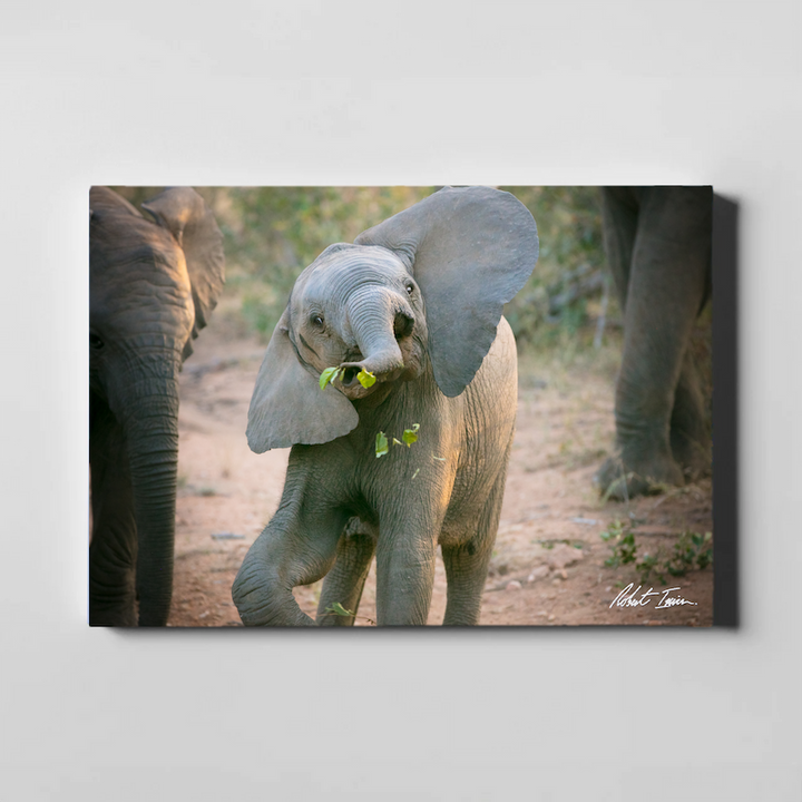 Baby Elephant Antics 39GL Large Canvas