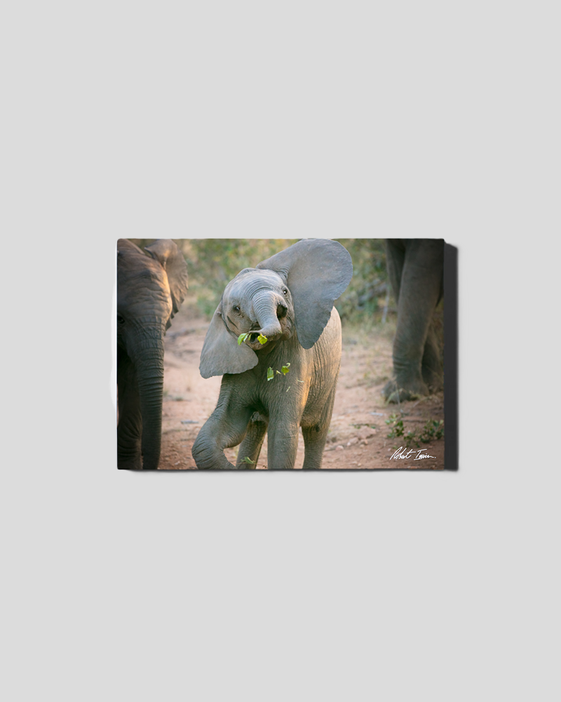 Baby Elephant Antics 39GL Small Canvas
