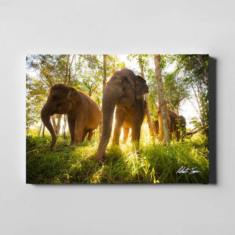 Sumatran Elephant 40GL Large Canvas
