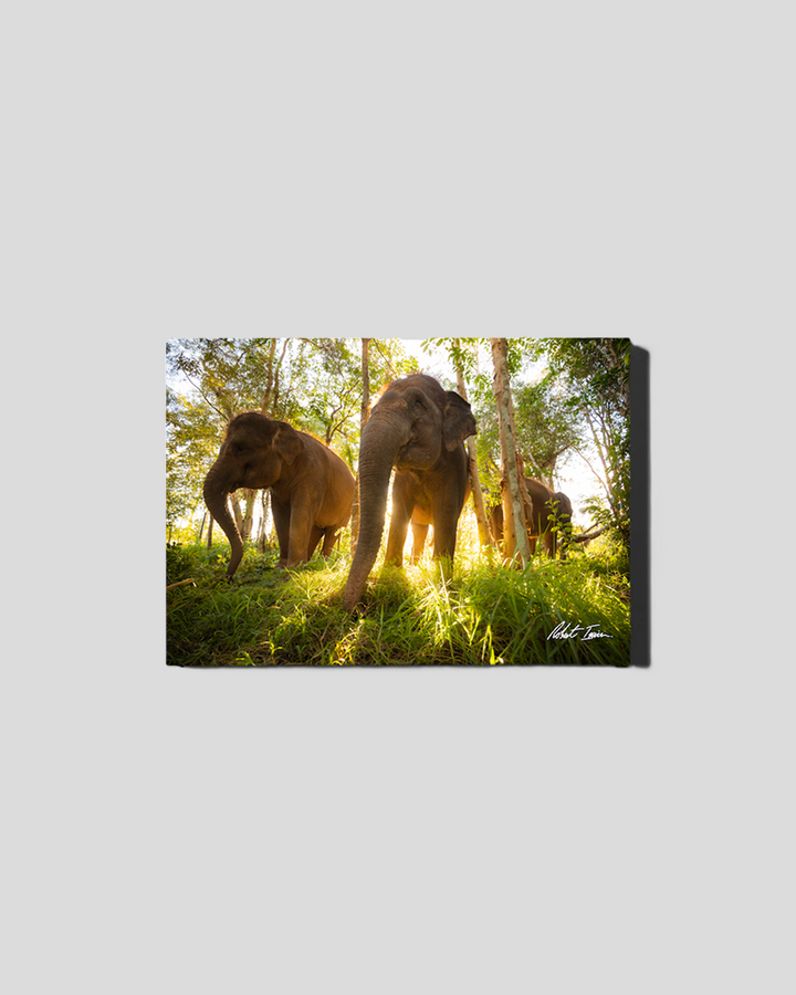 Sumatran Elephants 40GL Small Canvas