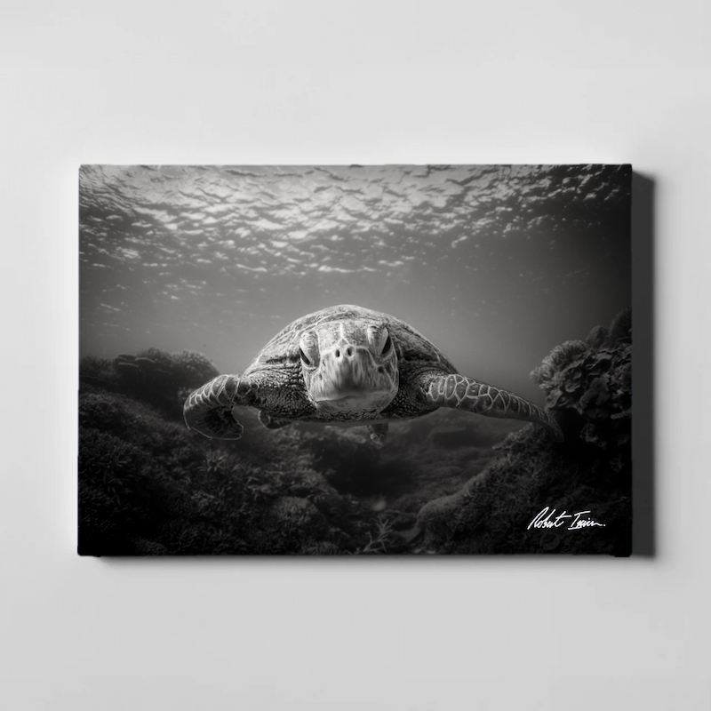 BW Green Sea Turtle 41GL Large Canvas