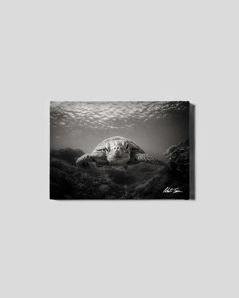 BW Green Sea Turtle 41GL Small Canvas