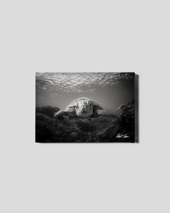 BW Green Sea Turtle 41GL Small Canvas