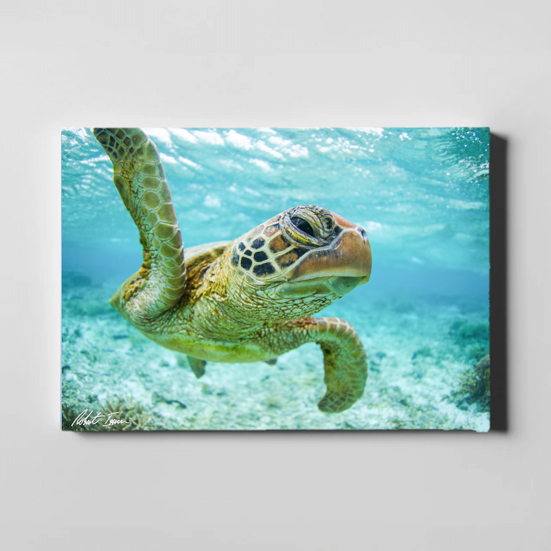 Close Encounter 42GL Large Canvas