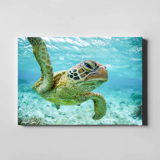 Close Encounter 42GL Large Canvas
