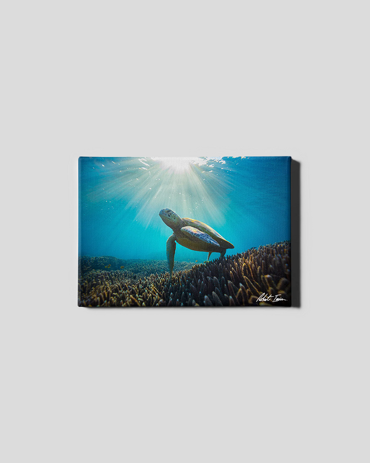 Sunny Sea Turtle 43GL Small Canvas