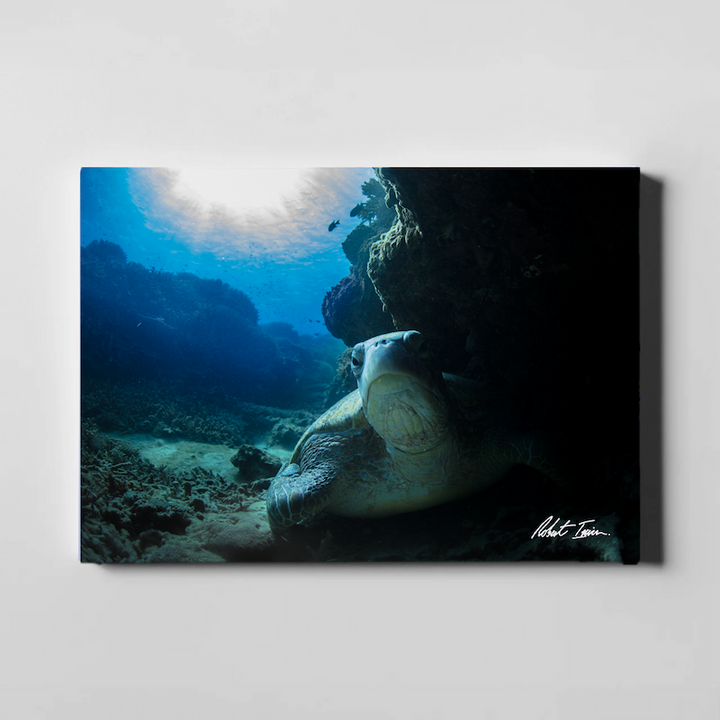 Hidden Turtle 44GL Large Canvas