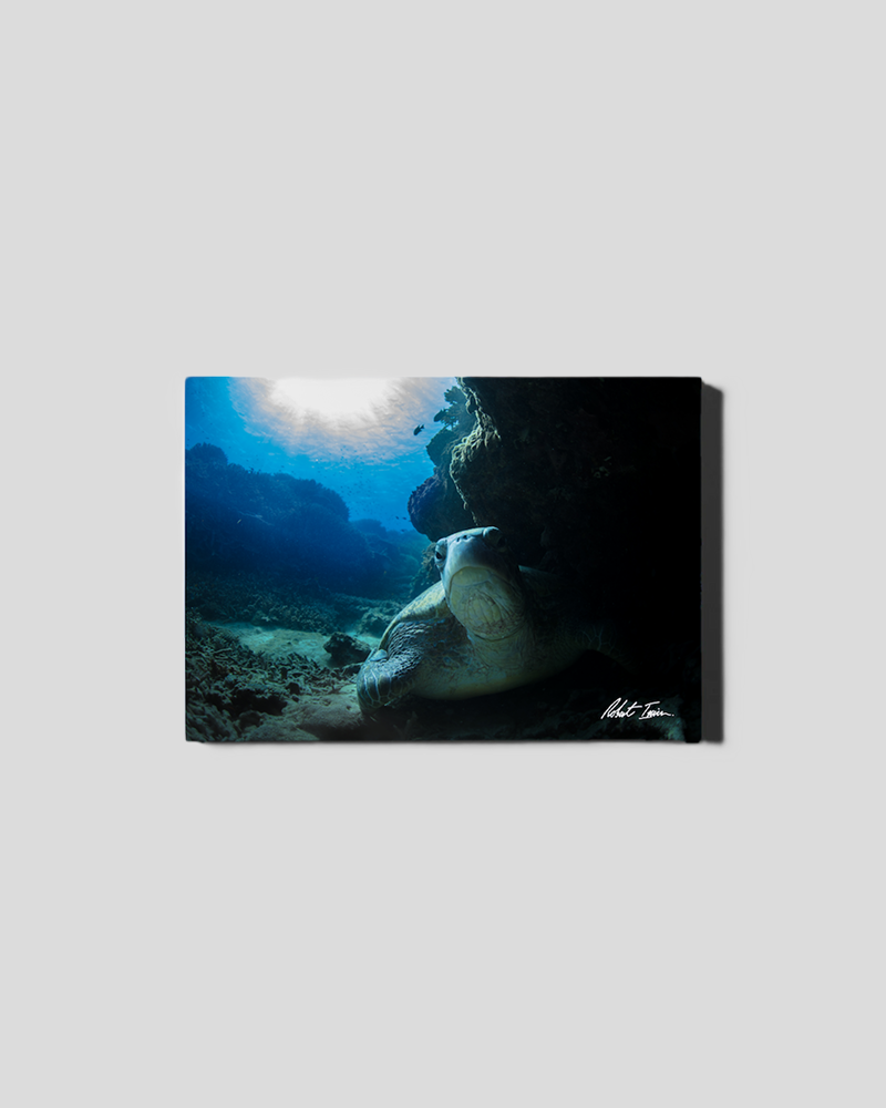 Hidden Turtle 44GL Small Canvas