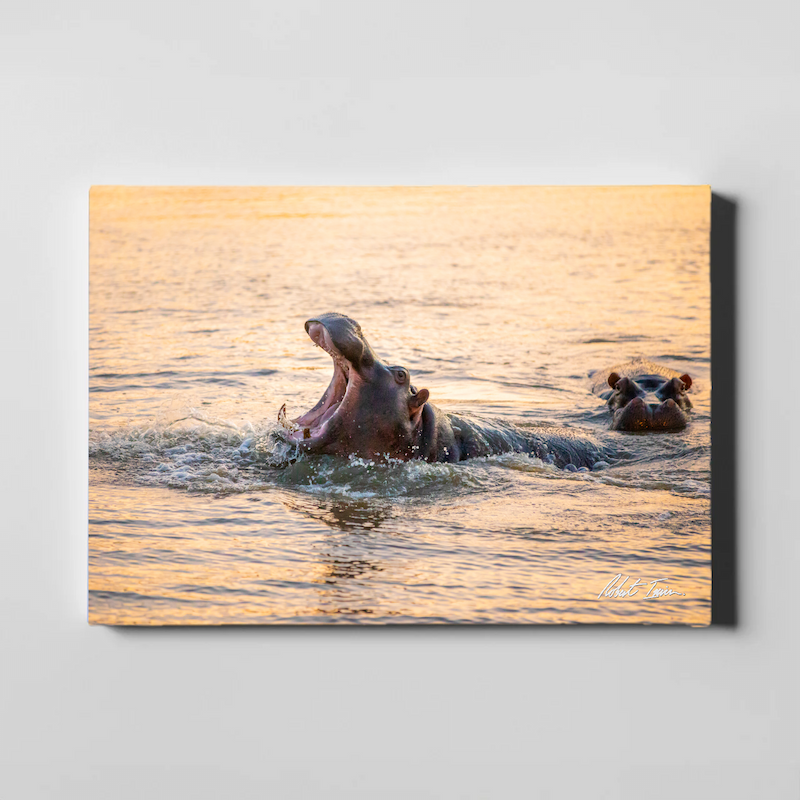 Hippo 45GL Large Canvas