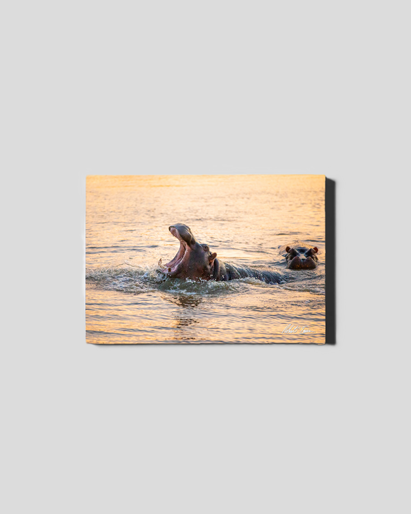 Hippo 45GL Small Canvas