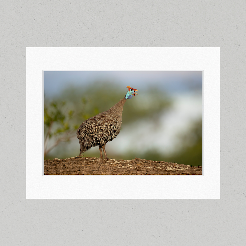 Guinea Fowl 46GL Matte Print