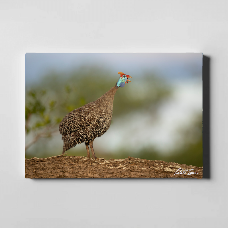 Guinea Fowl 46GL Large Canvas