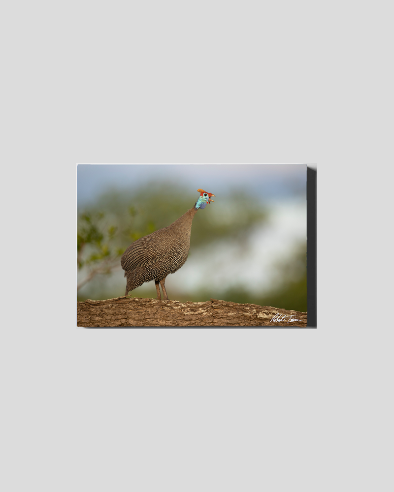 Guinea Fowl 46GL Small Canvas