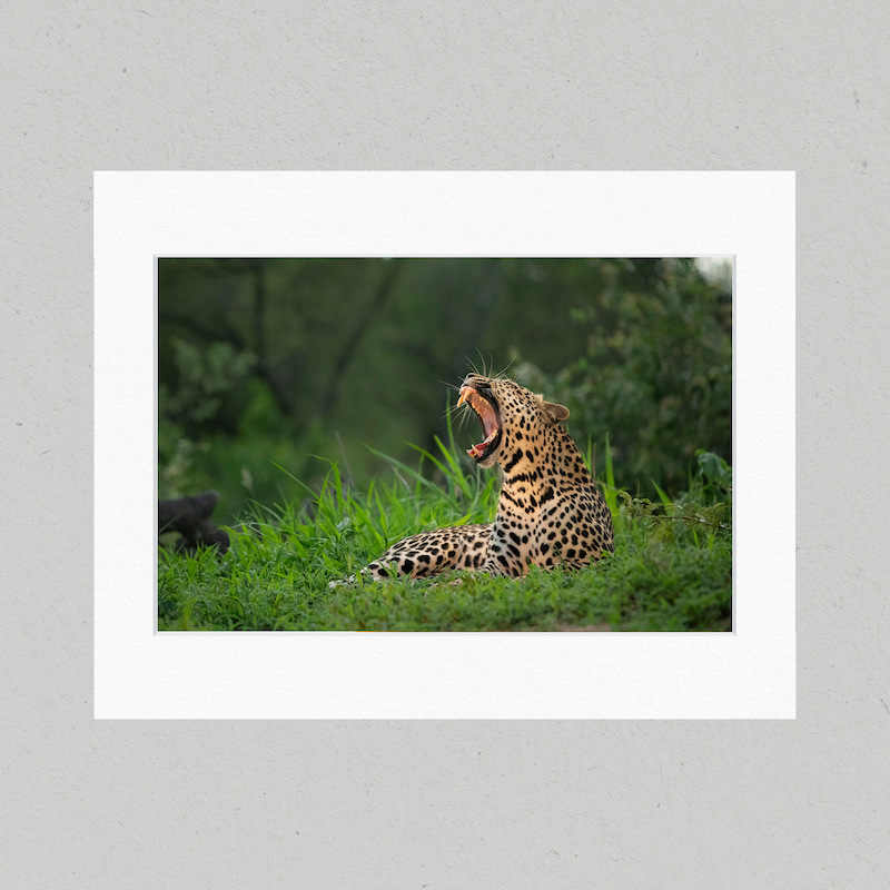 Leopard Yawn 47GL Matte Print
