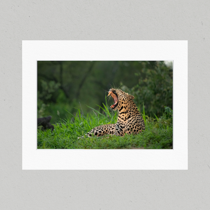Leopard Yawn 47GL Matte Print