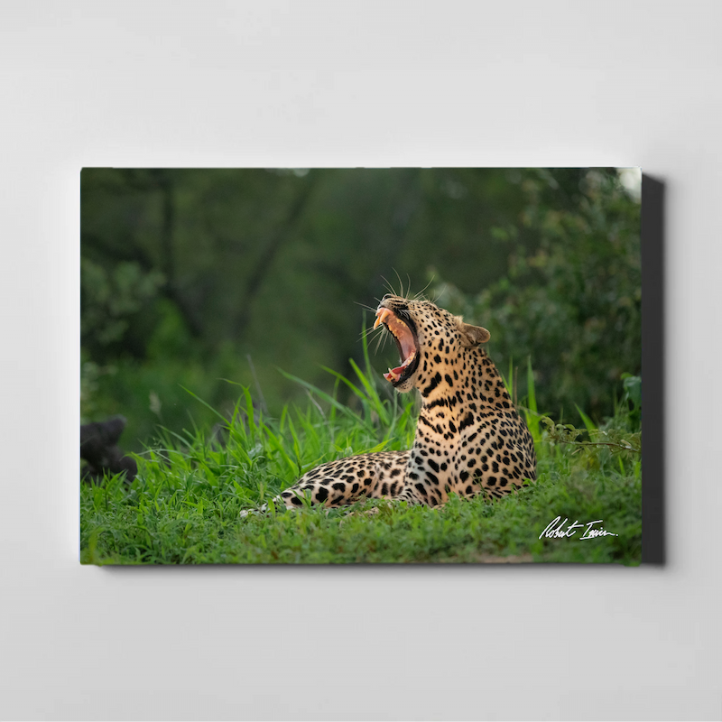 Leopard Yawn 47GL Large Canvas