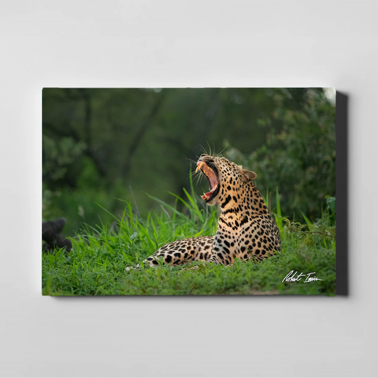 Leopard Yawn 47GL Large Canvas