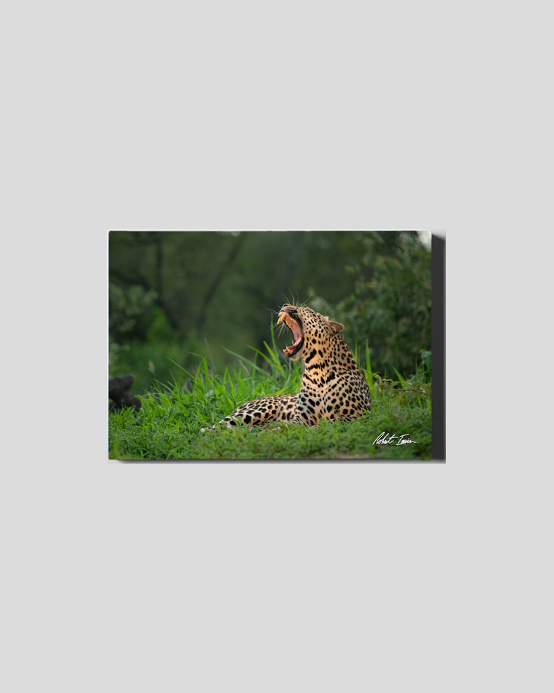 Leopard Yawn 47GL Small Canvas
