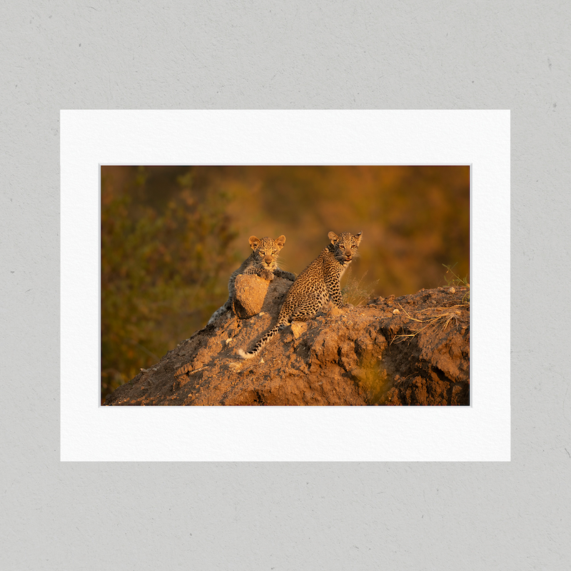 Leopard Cubs 48GL Matte Print