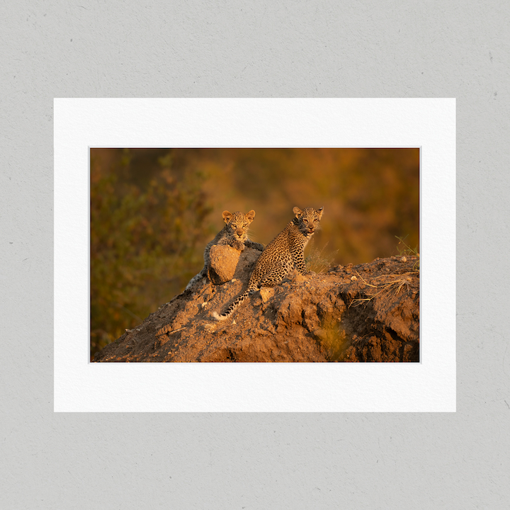 Leopard Cubs 48GL Matte Print