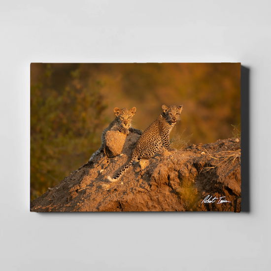 Leopard Cubs 48GL Large Canvas