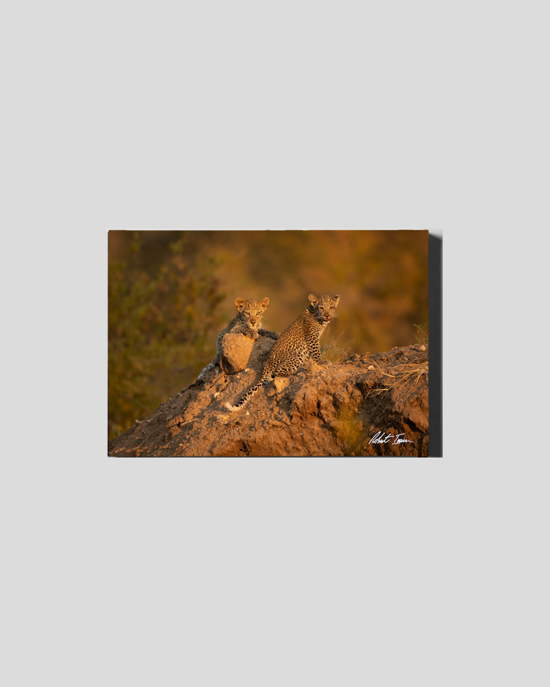 Leopard Cubs 48GL Small Canvas