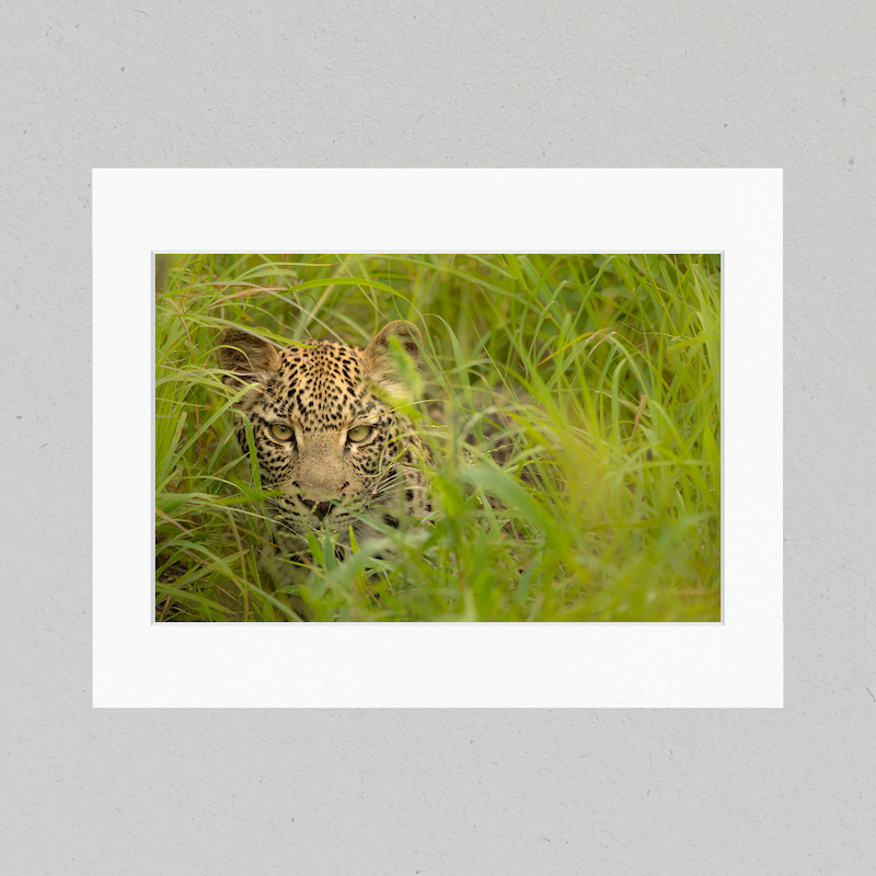 Leopard Grass 49GL Matte Print