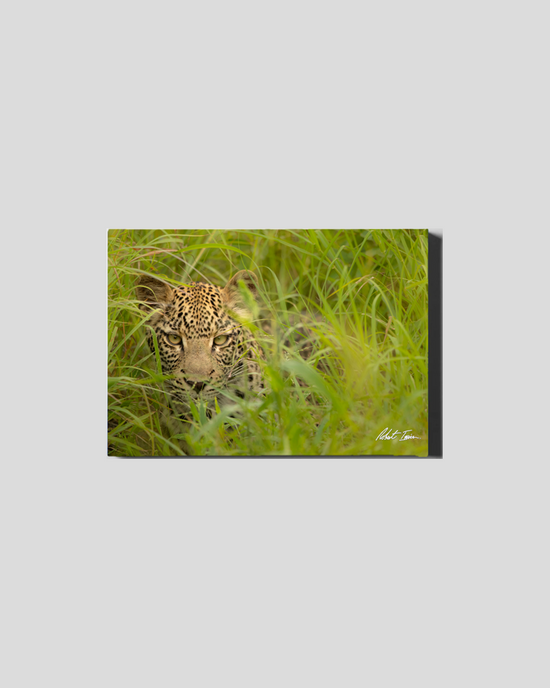 Leopard Grass 49GL Small Canvas