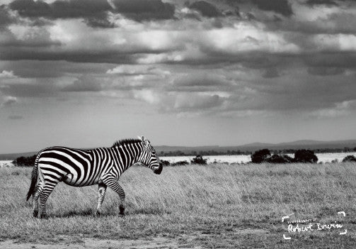 Robert Irwin Greeting Card Plains Zebra