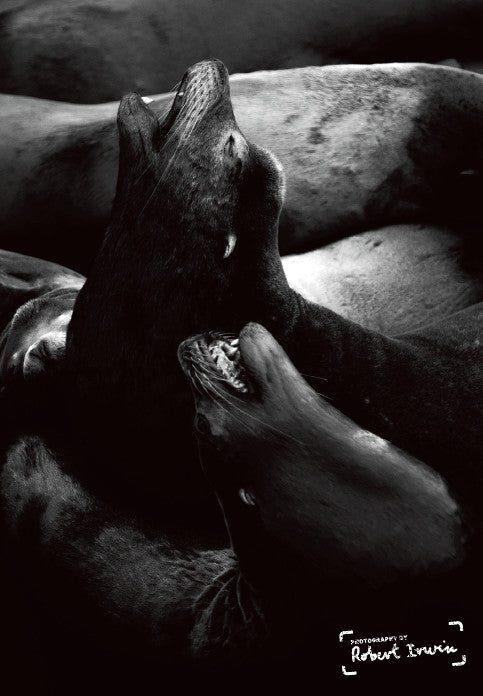 Robert Irwin Greeting Card Sea Lions