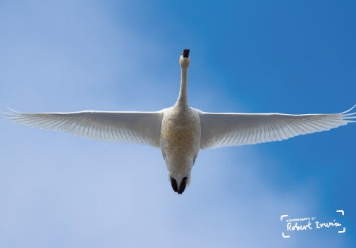 Robert Irwin Greeting Card Tundra Swan