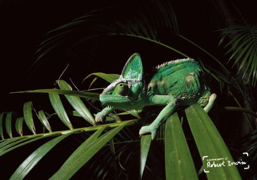 Robert Irwin Greeting Card Veiled Chameleon