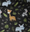 Safari Black
